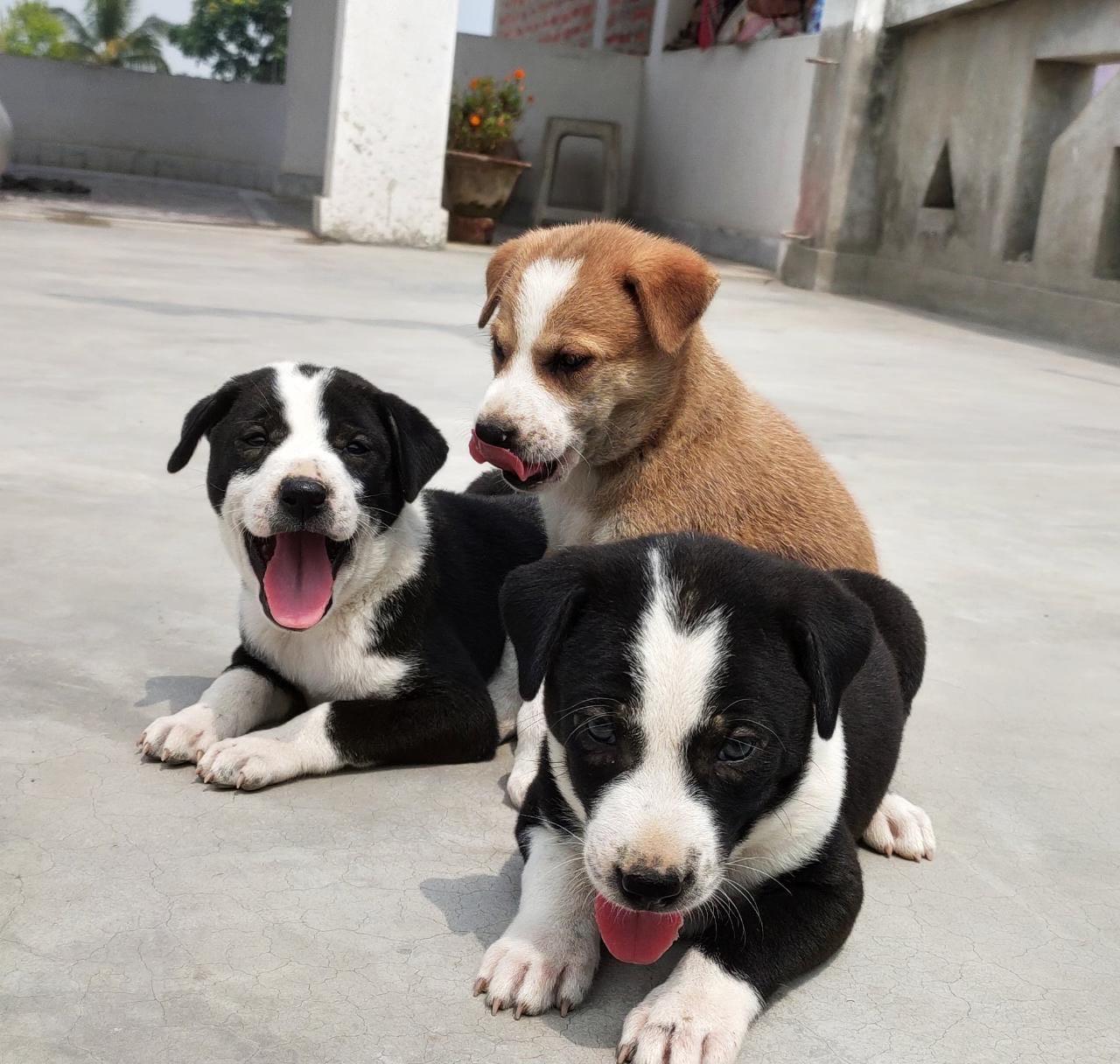 Dog Adoption