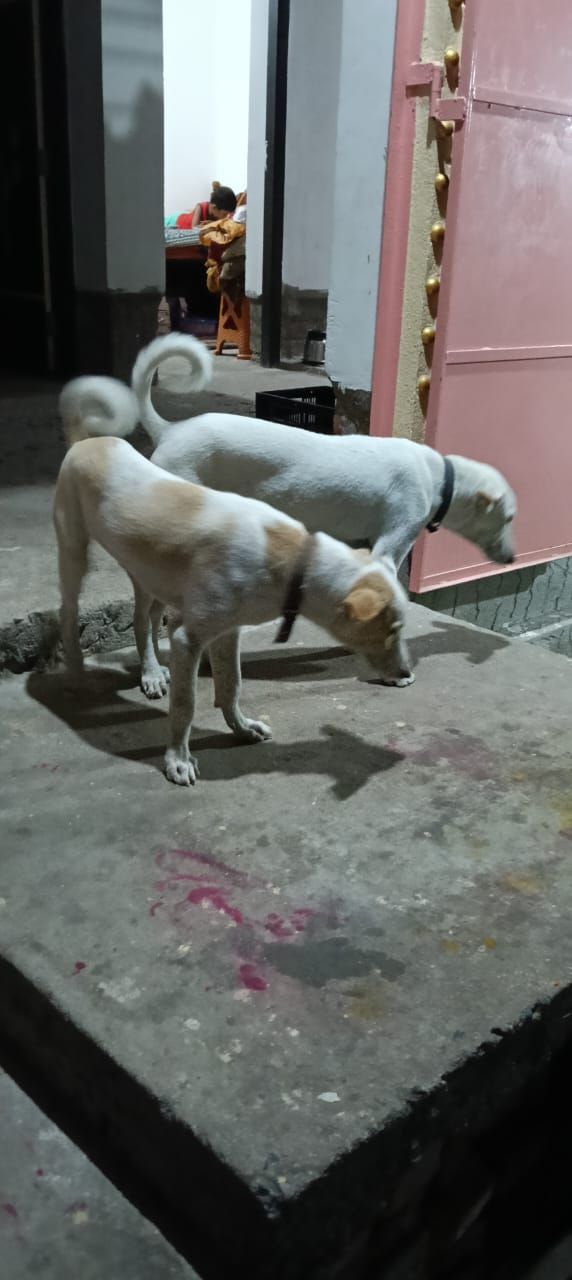 Puppies Need Homes