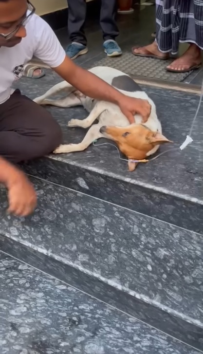 Community Love for Dogs